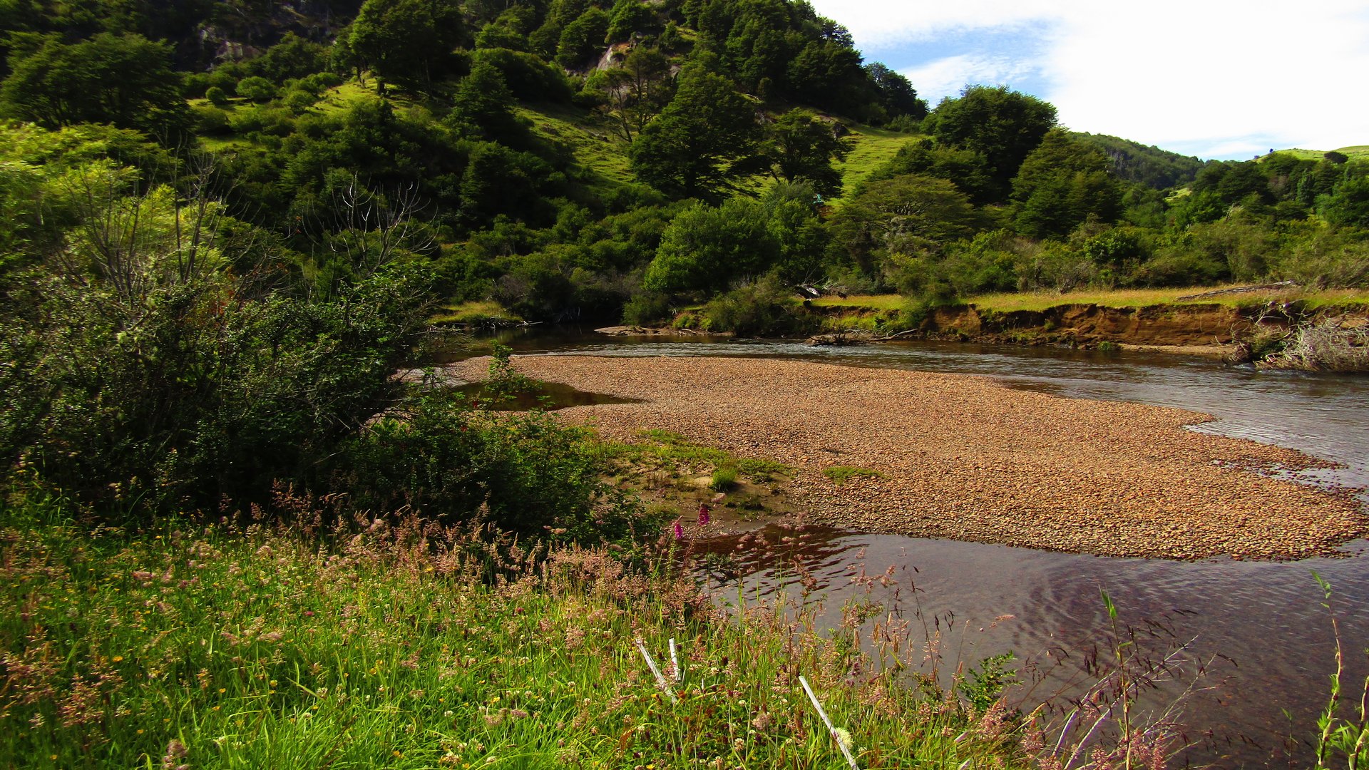 Bosque nativo de la Región de Aysén